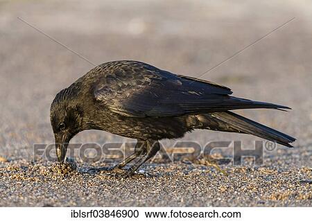 Stock Image - "Raven (Corvus corax), Timmendorfer Strand, Schleswig-Holstein, Germany, Europe". Fotosearch