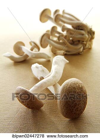 Raw fresh organic Hon-Shimeji mushrooms View Large Photo Image Stock Photo - Raw fresh organic Hon-Shimeji mushrooms. Fotosearch