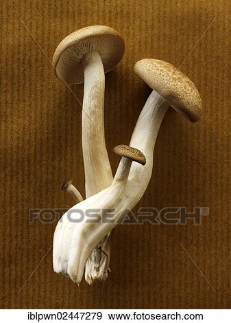 Stock Photo - Raw fresh organic Hon-Shimeji mushrooms. Fotosearch