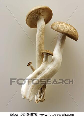 Stock Photograph - Raw fresh organic Hon-Shimeji mushrooms. Fotosearch