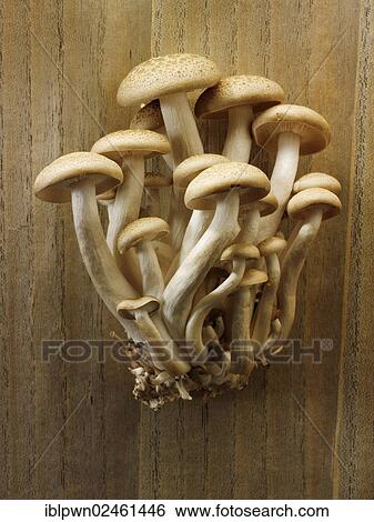 Raw fresh organic Hon-Shimeji mushrooms View Large Photo Image Stock Photograph - Raw fresh organic Hon-Shimeji mushrooms. Fotosearch