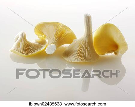 Stock Photo - Raw fresh Yellow Oyster mushrooms. Fotosearch