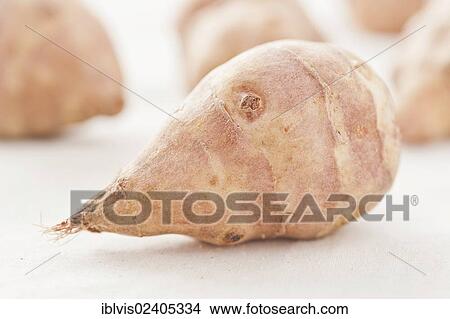 Raw Jerusalem artichokes (Helianthus tuberosus) View Large Photo Image Picture - Raw Jerusalem artichokes (Helianthus tuberosus). Fotosearch