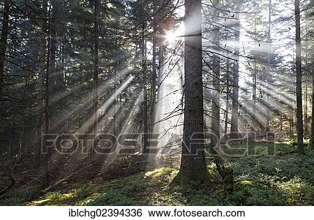 "Rays of light, forest of Douglas-firs (Pseudotsuga menziesii), Parc Naturel Regional Livradois Forez, Regional Nature Park of Livradois Forez, Puy de Dome, Auvergne, France, Europe" View Large Photo Image Stock Photograph - "Rays of light, forest of Douglas-firs (Pseudotsuga menziesii), Parc Naturel Regional Livradois Forez, Regional Nature Park of Livradois Forez, Puy de Dome, Auvergne, France, Europe". Fotosearch