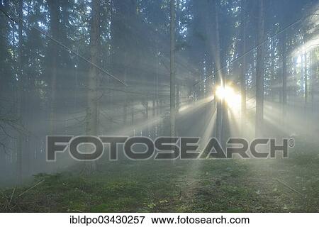"Rays of sunlight breaking through the early morning mist in a forest, near Kindberg, Styria, Austria, Europe" View Large Photo Image Stock Photo - "Rays of sunlight breaking through the early morning mist in a forest, near Kindberg, Styria, Austria, Europe". Fotosearch