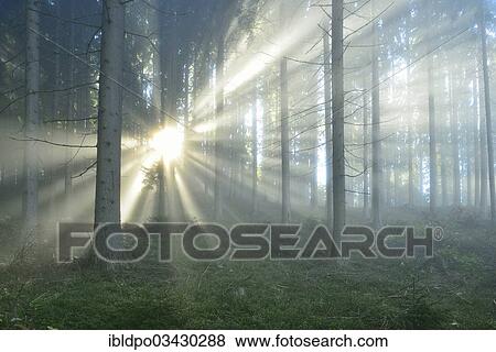 "Rays of sunlight breaking through the early morning mist in a forest, near Kindberg, Styria, Austria, Europe" View Large Photo Image Stock Photo - "Rays of sunlight breaking through the early morning mist in a forest, near Kindberg, Styria, Austria, Europe". Fotosearch