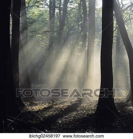 "Rays of sunlight in oak forest, Foret de Troncais or Forest of Troncais, Allier, Bourbonnais, Auvergne, France, Europe" View Large Photo Image Stock Photo - "Rays of sunlight in oak forest, Foret de Troncais or Forest of Troncais, Allier, Bourbonnais, Auvergne, France, Europe". Fotosearch