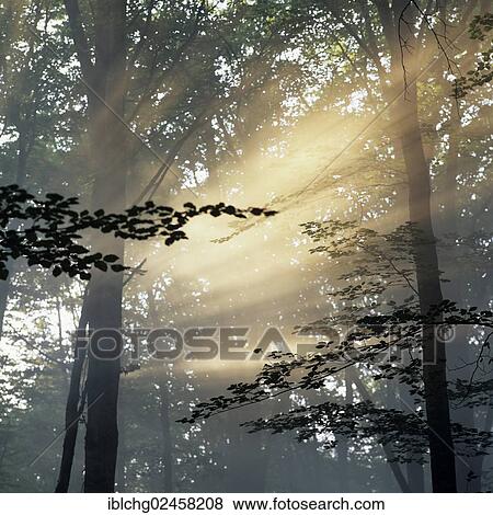 "Rays of sunlight in oak forest, Foret de Troncais or Forest of Troncais, Allier, Bourbonnais, Auvergne, France, Europe" View Large Photo Image Stock Photo - "Rays of sunlight in oak forest, Foret de Troncais or Forest of Troncais, Allier, Bourbonnais, Auvergne, France, Europe". Fotosearch