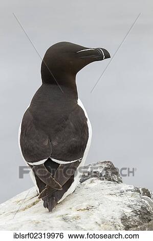"Razorbill (Alca torda), Farne Islands, Northumberland, England, United Kingdom, Europe" View Large Photo Image Stock Photograph - "Razorbill (Alca torda), Farne Islands, Northumberland, England, United Kingdom, Europe". Fotosearch