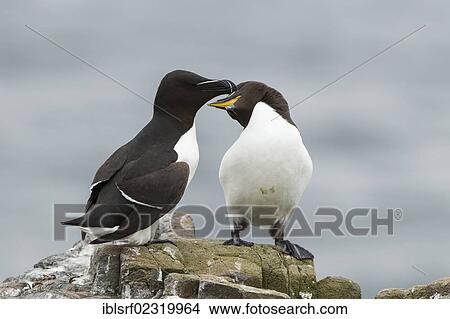 "Razorbills (Alca torda), Farne Islands, Northumberland, England, United Kingdom, Europe" View Large Photo Image Picture - "Razorbills (Alca torda), Farne Islands, Northumberland, England, United Kingdom, Europe". Fotosearch