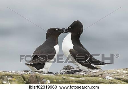 "Razorbills (Alca torda), Farne Islands, Northumberland, England, United Kingdom, Europe" View Large Photo Image Stock Image - "Razorbills (Alca torda), Farne Islands, Northumberland, England, United Kingdom, Europe". Fotosearch
