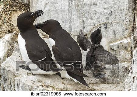 "Razorbills (Alca torda), Farne Islands, Northumberland, England, United Kingdom, Europe" View Large Photo Image Stock Photograph - "Razorbills (Alca torda), Farne Islands, Northumberland, England, United Kingdom, Europe". Fotosearch