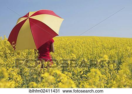"Rear view of a young woman holding a red and yellow umbrella in a blooming canola field, Bad Nenndorf, Lower Saxony, Germany, Europe" View Large Photo Image Stock Image - "Rear view of a young woman holding a red and yellow umbrella in a blooming canola field, Bad Nenndorf, Lower Saxony, Germany, Europe". Fotosearch