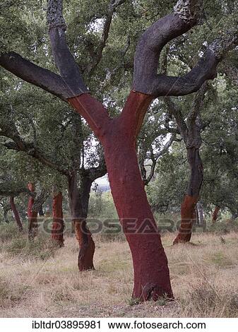 "Recently stripped Cork Oaks (Quercus suber) in the Sierra de Grazalema, Malaga province, Andalusia, Spain, Europe" View Large Photo Image Stock Image - "Recently stripped Cork Oaks (Quercus suber) in the Sierra de Grazalema, Malaga province, Andalusia, Spain, Europe". Fotosearch