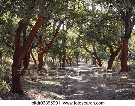 "Recently stripped Cork Oaks (Quercus suber) and track in the Sierra de Grazalema, Malaga province, Andalusia, Spain, Europe" View Large Photo Image Stock Image - "Recently stripped Cork Oaks (Quercus suber) and track in the Sierra de Grazalema, Malaga province, Andalusia, Spain, Europe". Fotosearch