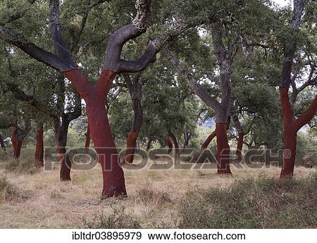 "Recently stripped Cork Oaks (Quercus suber) in the Sierra de Grazalema, Malaga province, Andalusia, Spain, Europe" View Large Photo Image Stock Photo - "Recently stripped Cork Oaks (Quercus suber) in the Sierra de Grazalema, Malaga province, Andalusia, Spain, Europe". Fotosearch