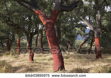 "Recently stripped Cork Oaks (Quercus suber) in the Sierra de Grazalema, Malaga province, Andalusia, Spain, Europe" View Large Photo Image Stock Photography - "Recently stripped Cork Oaks (Quercus suber) in the Sierra de Grazalema, Malaga province, Andalusia, Spain, Europe". Fotosearch