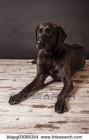 Reclining dark brown mixed-breed dog View Large Photo Image Picture - Reclining dark brown mixed-breed dog. Fotosearch