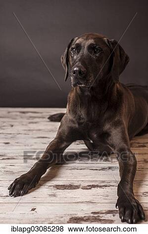 Reclining dark brown mixed-breed dog View Large Photo Image Stock Photo - Reclining dark brown mixed-breed dog. Fotosearch
