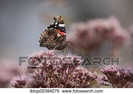 Stock Photography - "Red Admiral butterfly (Vanessa atalanta), Bergisches Land, Germany, Europe". Fotosearch