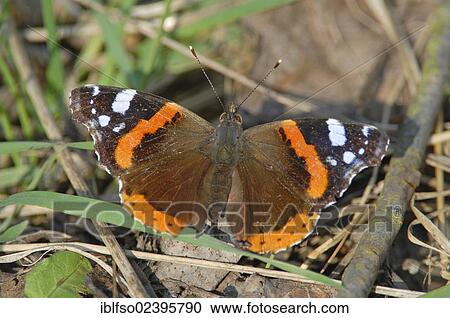 "Red Admiral (Vanessa atalanta, Pyrameis atalanta), Nymphalidae, Thuringia, Germany, Europe" View Large Photo Image Stock Image - "Red Admiral (Vanessa atalanta, Pyrameis atalanta), Nymphalidae, Thuringia, Germany, Europe". Fotosearch