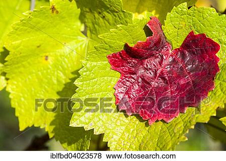 "Red and green leaves of a grapevine, Wurzburg, Bavaria, Germany, Europe" View Large Photo Image Stock Photo - "Red and green leaves of a grapevine, Wurzburg, Bavaria, Germany, Europe". Fotosearch