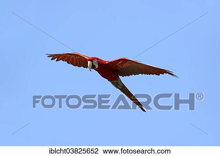 Stock Image - "Red-and-green Macaw (Ara chloropterus, Ara chloroptera), in flight, native to South America, captive, Germany, Europe". Fotosearch