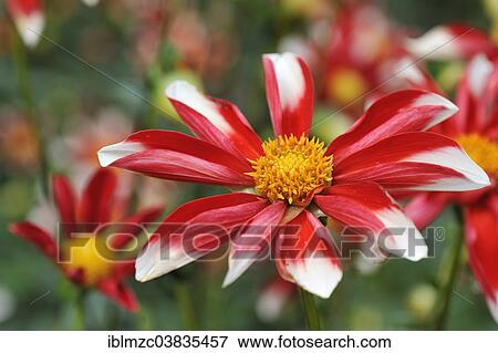 "Red and white Dahlia flower (Dahlia), Mainau, Baden-Wurttemberg, Germany, Europe" View Large Photo Image Stock Photo - "Red and white Dahlia flower (Dahlia), Mainau, Baden-Wurttemberg, Germany, Europe". Fotosearch