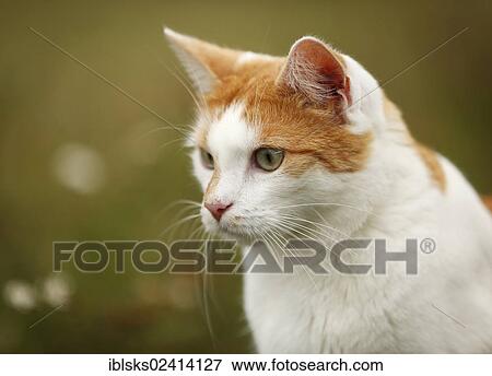 Red and white spotted cat sitting on a meadow, portrait View Large Photo Image Stock Photo - Red and white spotted cat sitting on a meadow, portrait. Fotosearch