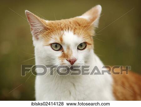 Red and white spotted cat sitting on a meadow, portrait View Large Photo Image Stock Photo - Red and white spotted cat sitting on a meadow, portrait. Fotosearch