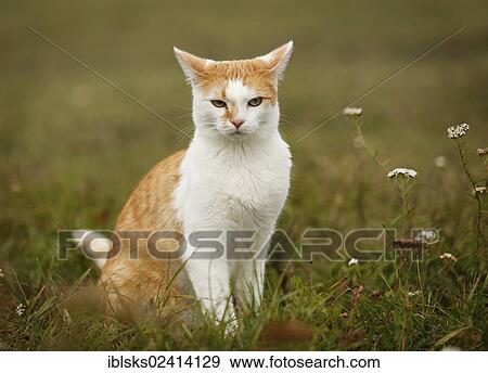 Red and white spotted cat sitting on a meadow View Large Photo Image Stock Photo - Red and white spotted cat sitting on a meadow. Fotosearch
