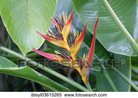 Stock Photography - "Red and yellow Lobster Claws (Heliconia aurantiaca) in a greenhouse, botanical gardens of The Eden Project, St Austell, Cornwall, England, United Kingdom, Europe". Fotosearch