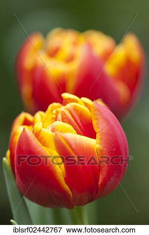 Stock Photo - "Red and yellow Tulips (Tulipa), Hesse, Germany, Europe". Fotosearch