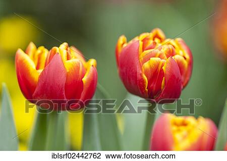 Stock Image - Red and yellow Tulips (Tulipa). Fotosearch