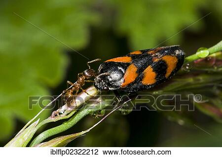 "Red Ant (Myrmica rubra), adult, meeting Black-and-red Froghopper (Cercopis vulnerata), adult, Priory Water Nature Reserve, Leicestershire, England, United Kingdom, Europe" View Large Photo Image Stock Image - "Red Ant (Myrmica rubra), adult, meeting Black-and-red Froghopper (Cercopis vulnerata), adult, Priory Water Nature Reserve, Leicestershire, England, United Kingdom, Europe". Fotosearch