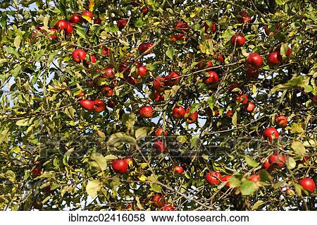 Stock Photo - Red apples (Malus domestica) on a tree, Eckental, Middle Franconia, Bavaria, Germany, Europe. Fotosearch