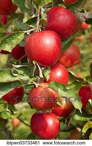 Stock Image - Red apples on the branch. Fotosearch