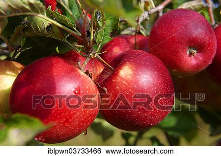 Red apples on the branch View Large Photo Image Stock Photograph - Red apples on the branch. Fotosearch