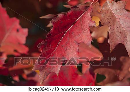 Red autumn leaves of a Northern Red Oak or Champion Oak (Quercus rubra) View Large Photo Image Stock Photo - Red autumn leaves of a Northern Red Oak or Champion Oak (Quercus rubra). Fotosearch