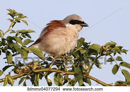 Picture - "Red-backed Shrike (Lanius collurio), male preening, shaking, Middle Elbe Biosphere Reserve, Dessau-Rosslau, Saxony-Anhalt, Germany, Europe". Fotosearch