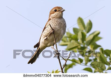 "Red-backed Shrike (Lanius collurio), female on the perch, Middle Elbe Biosphere Reserve, Dessau-Rosslau, Saxony-Anhalt, Germany, Europe" View Large Photo Image Picture - "Red-backed Shrike (Lanius collurio), female on the perch, Middle Elbe Biosphere Reserve, Dessau-Rosslau, Saxony-Anhalt, Germany, Europe". Fotosearch