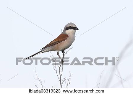 "Red-backed Shrike (Lanius collurio), male perched on twig, Hansag, Tadten, Burgenland, Austria, Europe" View Large Photo Image Stock Image - "Red-backed Shrike (Lanius collurio), male perched on twig, Hansag, Tadten, Burgenland, Austria, Europe". Fotosearch