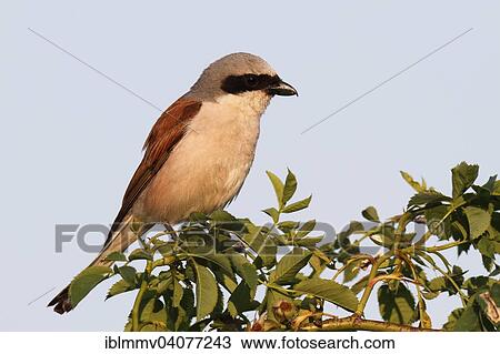 Stock Image - "Red-backed Shrike (Lanius collurio), male on the perch, Middle Elbe Biosphere Reserve, Dessau-Rosslau, Saxony-Anhalt, Germany, Europe". Fotosearch