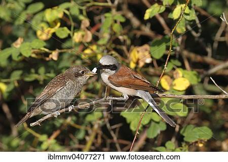 "Red-backed Shrike (Lanius collurio), male feeding young with calcareous shell, Middle Elbe Biosphere Reserve, Dessau-Rosslau, Saxony-Anhalt, Germany, Europe" View Large Photo Image Stock Image - "Red-backed Shrike (Lanius collurio), male feeding young with calcareous shell, Middle Elbe Biosphere Reserve, Dessau-Rosslau, Saxony-Anhalt, Germany, Europe". Fotosearch