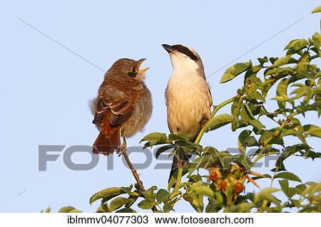 Stock Image - "Red-backed Shrike (Lanius collurio), male with young bird on perch, Middle Elbe Biosphere Reserve, Dessau-Rosslau, Saxony-Anhalt, Germany, Europe". Fotosearch