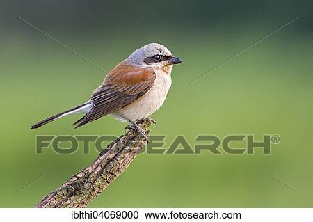 "Red-backed shrike (Lanius collurio), male, on perch, Saxony-Anhalt, Germany, Europe" View Large Photo Image Stock Image - "Red-backed shrike (Lanius collurio), male, on perch, Saxony-Anhalt, Germany, Europe". Fotosearch