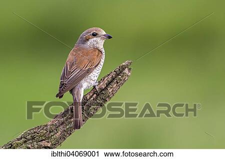 "Red-backed shrike (Lanius collurio), female, on perch, Saxony-Anhalt, Germany, Europe" View Large Photo Image Stock Image - "Red-backed shrike (Lanius collurio), female, on perch, Saxony-Anhalt, Germany, Europe". Fotosearch
