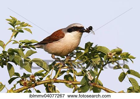 "Red-backed Shrike (Lanius collurio), male with caught bumblebee, Middle Elbe Biosphere Reserve, Dessau-Rosslau, Saxony-Anhalt, Germany, Europe" View Large Photo Image Stock Photo - "Red-backed Shrike (Lanius collurio), male with caught bumblebee, Middle Elbe Biosphere Reserve, Dessau-Rosslau, Saxony-Anhalt, Germany, Europe". Fotosearch