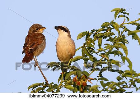 Stock Photo - "Red-backed Shrike (Lanius collurio), male with young bird on perch, Middle Elbe Biosphere Reserve, Dessau-Rosslau, Saxony-Anhalt, Germany, Europe". Fotosearch