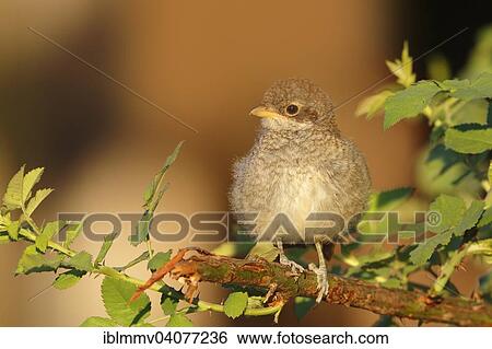 "Red-backed Shrike (Lanius collurio), young bird on a branch, Middle Elbe Biosphere Reserve, Dessau-Rosslau, Saxony-Anhalt, Germany, Europe" View Large Photo Image Stock Photograph - "Red-backed Shrike (Lanius collurio), young bird on a branch, Middle Elbe Biosphere Reserve, Dessau-Rosslau, Saxony-Anhalt, Germany, Europe". Fotosearch